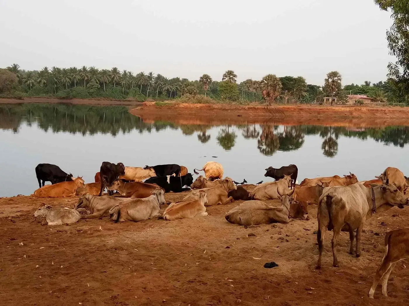 Cows resting on the shore of a lake lined with palm trees