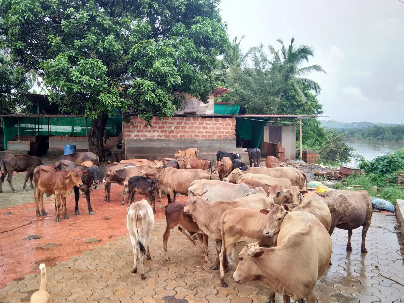 Cows and calves gathered in a courtyard beside a river