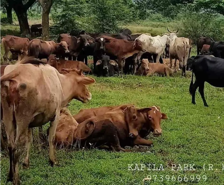 Cows resting and grazing together on green grass