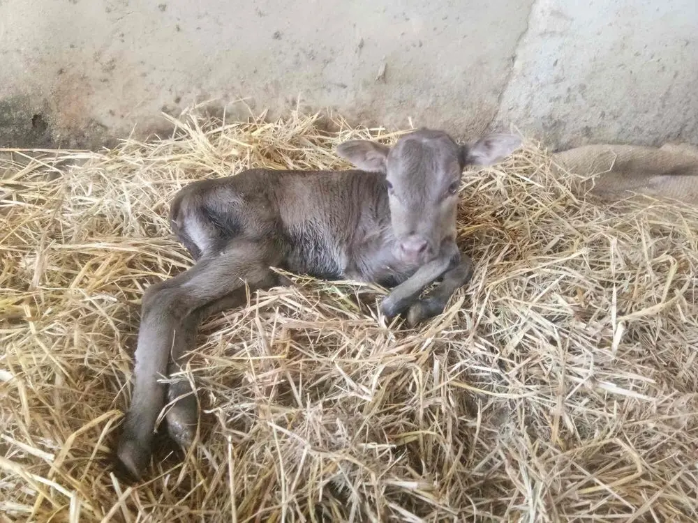 A newborn calf lying on fresh straw